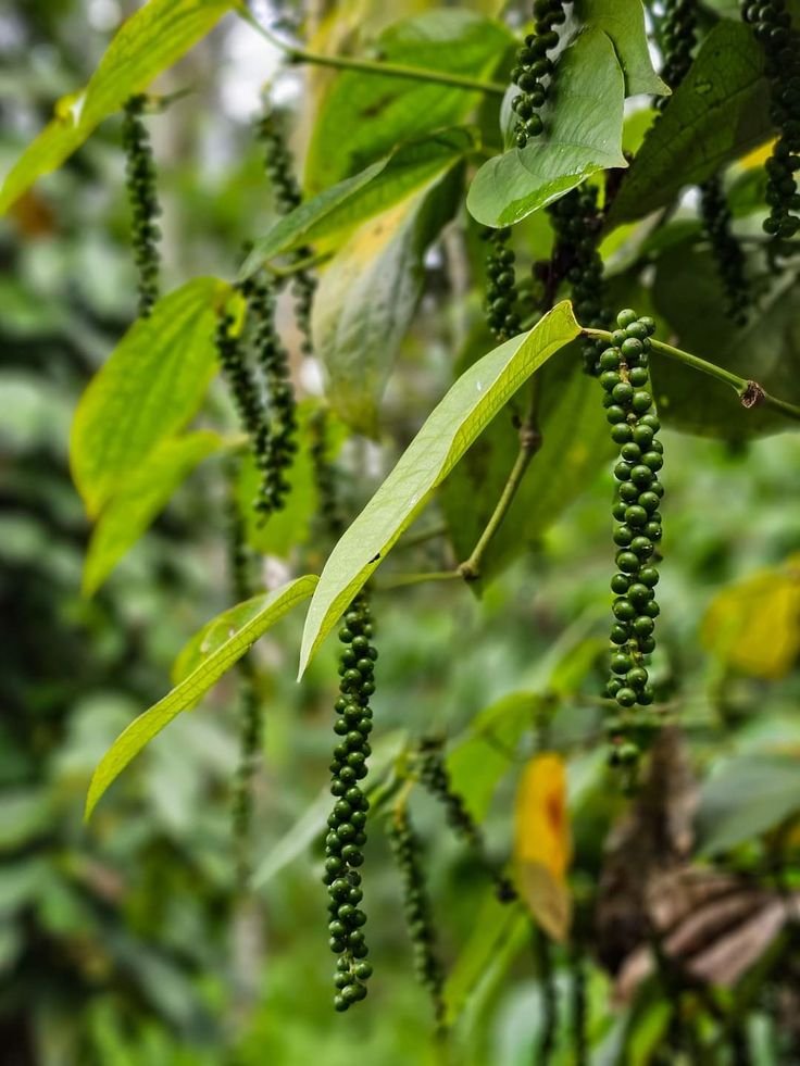 natural and pure spices from kerala farms